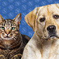 SSC Napoli, nuovi prodotti ufficiali per cani e gatti! Link e prezzi