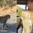 Politano avvista un ghepardo nella savana e gli mostra il tatuaggio | VIDEO