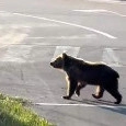Orso in strada a Castel di Sangro! Allerta in vista del ritiro del Napoli | VIDEO
