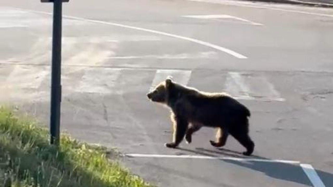 Orso in strada a Castel di Sangro! Allerta in vista del riti