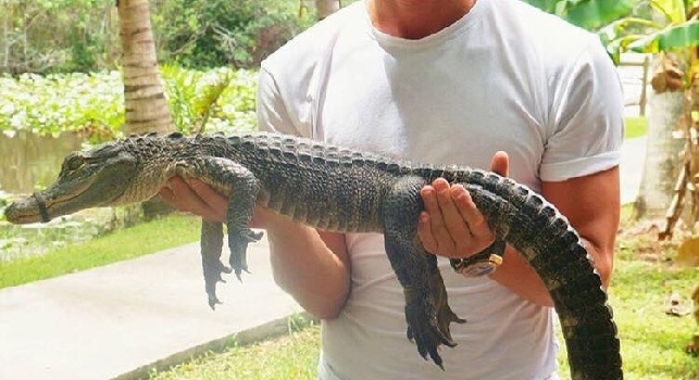 Arkadiusz Milik negli USA con un cucciolo di alligatore