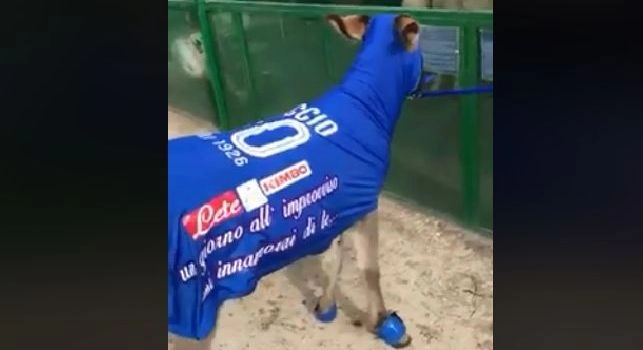 Ciccio, l'esilarante ciuccio napoletano con la maglia numero 10: le immagini fanno il giro del web [VIDEO]
