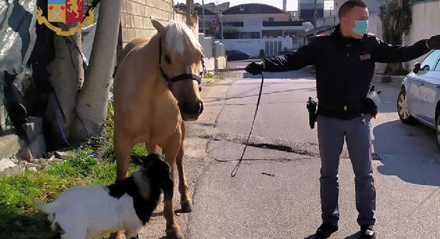 Emergenza Coronavirus, a Giugliano un uomo porta a spasso un cavallo ed una capra: denunciato dalla Polizia [FOTO