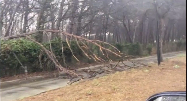 Sportitalia - Castel Volturno, forte maltempo: si spezza un albero dove abitualmente passano i giocatori del Napoli [VIDEO]