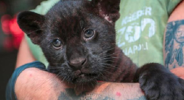 Fiocco azzurro allo zoo di Napoli: è nato Romelu, un raro giaguaro nero