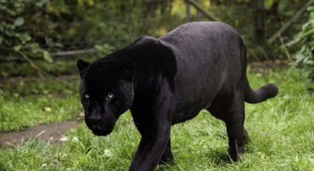 Zoo di Napoli, la curatrice: Da oggi il giaguaro Romelu sarà visibile allo Zoo di Napoli. Chiedo a Lukaku di venire qui da noi!