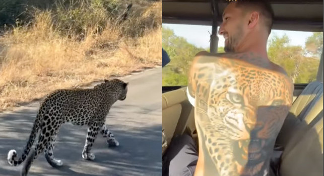 Politano avvista un ghepardo nella savana e gli mostra il tatuaggio | VIDEO