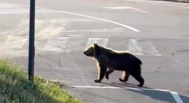 Orso a Castel di Sangro
