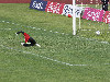 Foto di Ciro De Luca per CalcioNapoli24